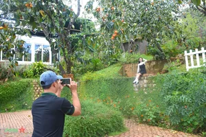 Discover the Charm of Da Lat Persimmon Season: A Golden Autumn Journey - image 4