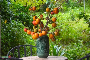 Discover the Charm of Da Lat Persimmon Season: A Golden Autumn Journey - image 5