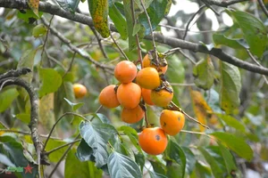 Discover the Charm of Da Lat Persimmon Season: A Golden Autumn Journey - image 9