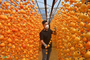 Discover the Charm of Da Lat Persimmon Season: A Golden Autumn Journey - image 1
