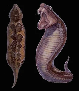 The Mystery of the Snake-Like Creature That Moves Like an Inchworm - image 5