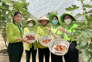 Exploring the 2-Hectare American Fig Garden: A Unique Agri-Tourism Destination in Ho Chi Minh City - image 8