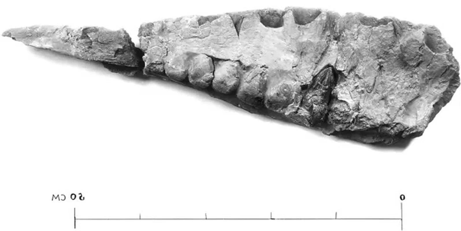 Discover the Mystery of Egypt's Giant Horned Dinosaur Species