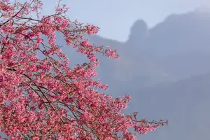Sa Pa's Stunning Cherry Blossoms: Discover the Most Beautiful Season in the Mountain Town - image 8