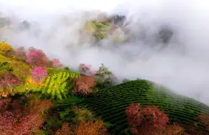 Sa Pa's Stunning Cherry Blossoms: Discover the Most Beautiful Season in the Mountain Town - image 5