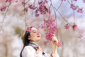 Sa Pa's Stunning Cherry Blossoms: Discover the Most Beautiful Season in the Mountain Town - image 0