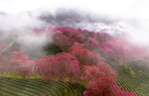 Sa Pa's Stunning Cherry Blossoms: Discover the Most Beautiful Season in the Mountain Town - image 4