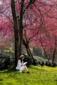 Sa Pa's Stunning Cherry Blossoms: Discover the Most Beautiful Season in the Mountain Town - image 6