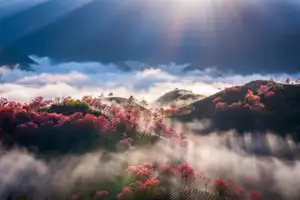 Sa Pa's Stunning Cherry Blossoms: Discover the Most Beautiful Season in the Mountain Town - image 1