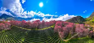 Sa Pa's Stunning Cherry Blossoms: Discover the Most Beautiful Season in the Mountain Town - image 11