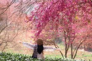 Sa Pa's Stunning Cherry Blossoms: Discover the Most Beautiful Season in the Mountain Town - image 7