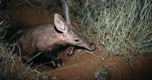 Bizarre Wildlife: The Fascinating Adaptations of the World's Strangest-Looking Animals - image 6