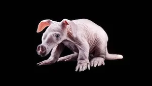 Bizarre Wildlife: The Fascinating Adaptations of the World's Strangest-Looking Animals - image 4