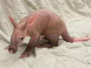 Bizarre Wildlife: The Fascinating Adaptations of the World's Strangest-Looking Animals - image 5