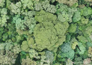 Preserving Ancient Heritage: Vietnam's Rare Fujian Cypress and Hemlock Forests Recognized - image 7