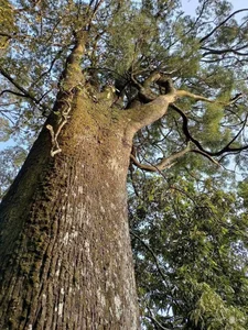 Preserving Ancient Heritage: Vietnam's Rare Fujian Cypress and Hemlock Forests Recognized - image 10