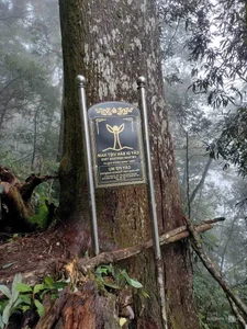 Preserving Ancient Heritage: Vietnam's Rare Fujian Cypress and Hemlock Forests Recognized - image 8