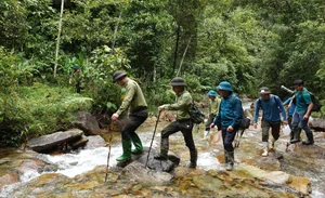 Preserving Ancient Heritage: Vietnam's Rare Fujian Cypress and Hemlock Forests Recognized - image 0