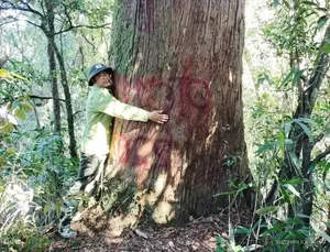 Preserving Ancient Heritage: Vietnam's Rare Fujian Cypress and Hemlock Forests Recognized - image 3