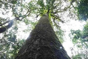 Preserving Ancient Heritage: Vietnam's Rare Fujian Cypress and Hemlock Forests Recognized - image 2