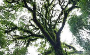 Preserving Ancient Heritage: Vietnam's Rare Fujian Cypress and Hemlock Forests Recognized - image 9