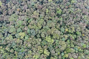 Preserving Ancient Heritage: Vietnam's Rare Fujian Cypress and Hemlock Forests Recognized - image 1