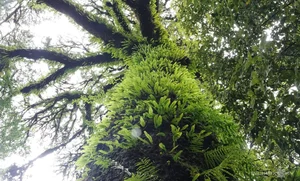 Preserving Ancient Heritage: Vietnam's Rare Fujian Cypress and Hemlock Forests Recognized - image 4