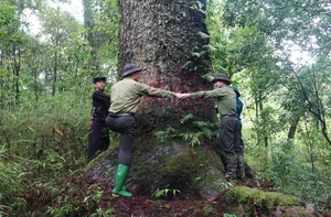 Preserving Ancient Heritage: Vietnam's Rare Fujian Cypress and Hemlock Forests Recognized - image 5