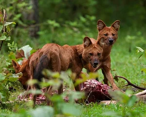 The Dhole: Asia’s Unique 'Tiger-Slayer' Dog in Vietnam’s Red Data Book - image 3