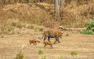 The Dhole: Asia’s Unique 'Tiger-Slayer' Dog in Vietnam’s Red Data Book - image 1