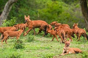 The Dhole: Asia’s Unique 'Tiger-Slayer' Dog in Vietnam’s Red Data Book - image 4