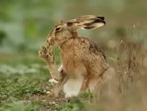 Mystery of the Cape Hare's Legs: The World's Fastest Animal - image 6