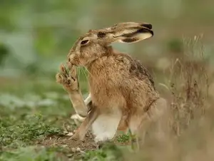 Mystery of the Cape Hare's Legs: The World's Fastest Animal - image 5