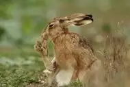 Mystery of the Cape Hare's Legs: The World's Fastest Animal - image 0