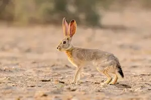 Mystery of the Cape Hare's Legs: The World's Fastest Animal - image 3