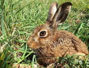 Mystery of the Cape Hare's Legs: The World's Fastest Animal - image 7
