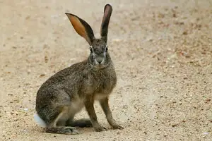 Mystery of the Cape Hare's Legs: The World's Fastest Animal - image 9