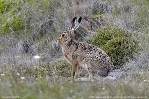 Mystery of the Cape Hare's Legs: The World's Fastest Animal - image 4