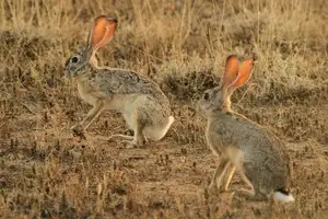 Mystery of the Cape Hare's Legs: The World's Fastest Animal - image 2