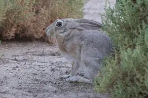 Mystery of the Cape Hare's Legs: The World's Fastest Animal - image 1