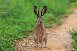 Mystery of the Cape Hare's Legs: The World's Fastest Animal - image 8