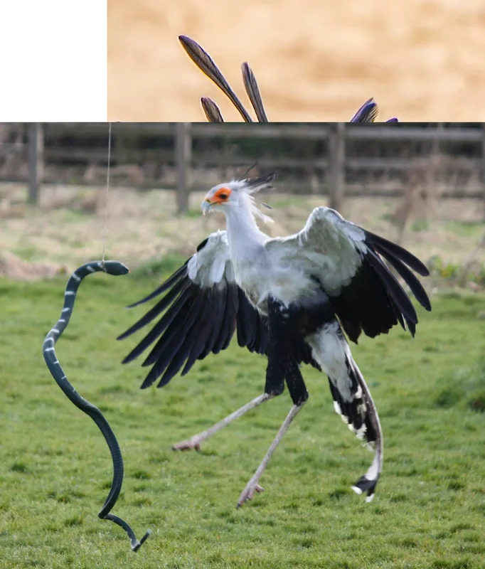 Venom-Resistant Predators: How These Animals Eat Deadly Snakes and Survive