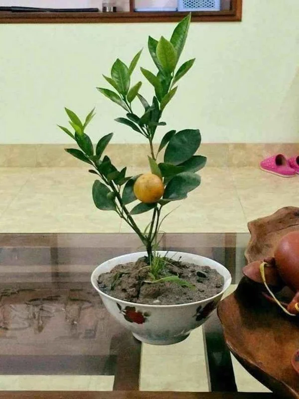 Unique and Edible: The Creative Vegetable Bonsai Trends for Lunar New Year Decorations