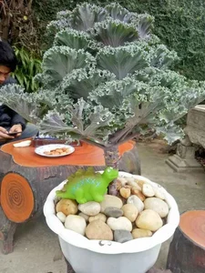 Unique and Edible: The Creative Vegetable Bonsai Trends for Lunar New Year Decorations - image 5