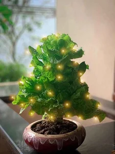 Unique and Edible: The Creative Vegetable Bonsai Trends for Lunar New Year Decorations - image 4