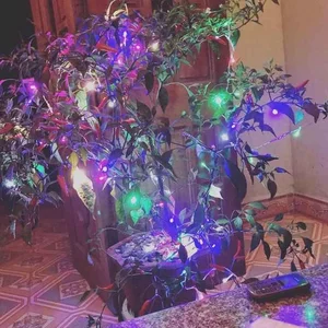 Unique and Edible: The Creative Vegetable Bonsai Trends for Lunar New Year Decorations - image 2