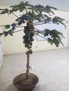 Unique and Edible: The Creative Vegetable Bonsai Trends for Lunar New Year Decorations - image 1