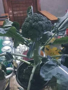 Unique and Edible: The Creative Vegetable Bonsai Trends for Lunar New Year Decorations - image 0
