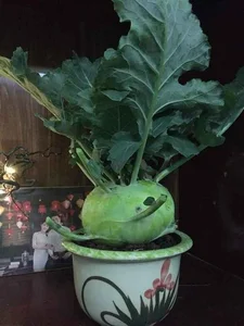 Unique and Edible: The Creative Vegetable Bonsai Trends for Lunar New Year Decorations - image 6