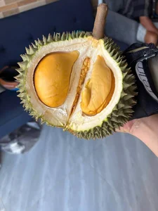 Discover the Exquisite Black Thorn Durian: A Guide to Malaysia’s Premium D200 Variety and Its Rich, Creamy Golden Flesh - image 2
